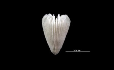 Notocyathus conicus (Alcock, 1902) 圓錐錦杯珊瑚