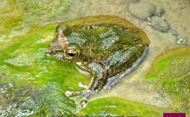 Buergeria robusta (Boulenger, 1909) 褐樹蛙