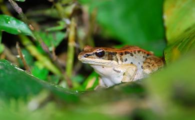 Hylarana latouchii (Boulenger, 1899) 拉都希氏赤蛙