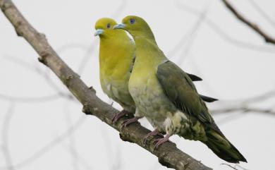 Treron sieboldii sieboldii (Temminck, 1835) 綠鳩