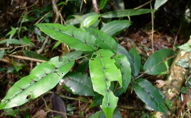 Zanthoxylum nitidum (Roxb.) DC. 雙面刺