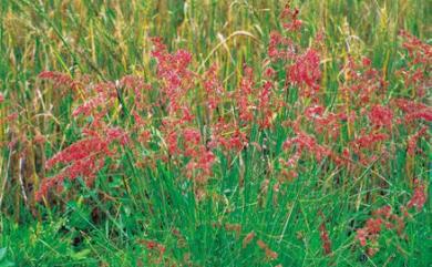 Melinis repens (Willd.) Zizka 紅毛草