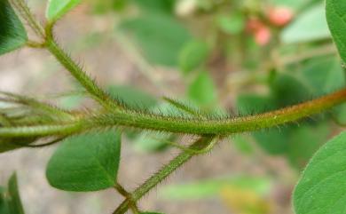 Indigofera hirsuta 毛木藍