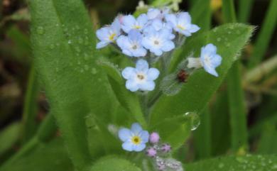 Myosotis arvensis 野勿忘草