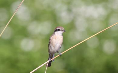 Lanius collurio Linnaeus, 1758 紅背伯勞