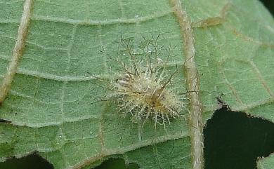 Epilachna maculicollis (Sicard, 1912) 苧麻十星瓢蟲