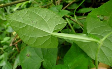 Thunbergia alata Bojer ex Sims 黑眼花