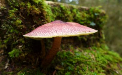 Tricholomopsis rutilans (Schaeff.) Singer 1939 赭紅擬口蘑