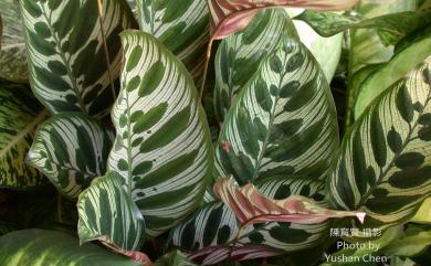 Calathea makoyana É.Morren 孔雀竹芋