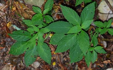 Paraphlomis formosana T.H. Hsieh & T.C. Huang 台灣假糙蘇