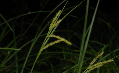 Carex alopecuroides 川上氏薹