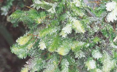 Hookeriopsis utacamundiana 擬油苔