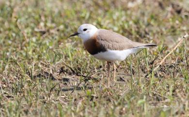 Charadrius veredus Gould, 1848 東方紅胸鴴