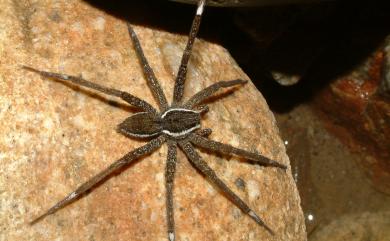 Dolomedes raptor Bösenberg & Strand, 1906 溪狡蛛