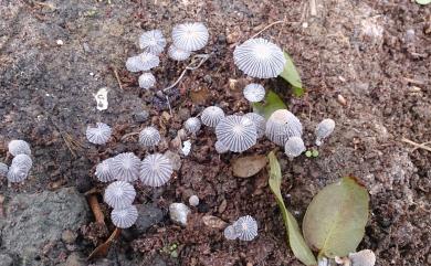 Coprinus patouillardii 帕氏鬼傘