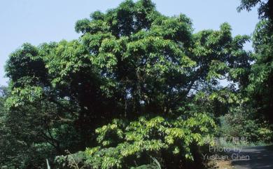 Machilus japonica var. kusanoi (Hayata) J.C.Liao 大葉楠