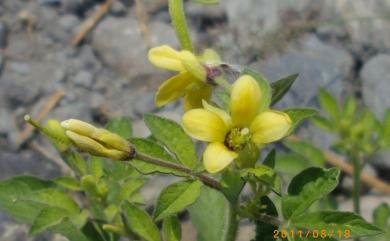 Cleome viscosa L. 向天黃