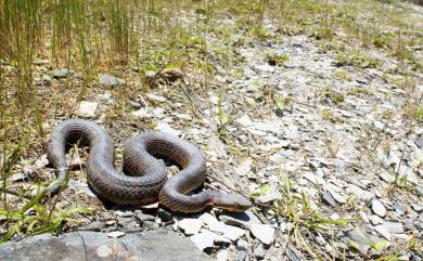 Trimeresurus gracilis Oshima, 1920 菊池氏龜殼花