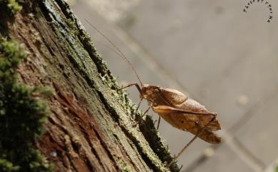 Mecopoda niponensis (Haan, 1842) 寬翅紡織娘