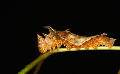 Neptis philyra splendens Murayama, 1942 槭環蛺蝶