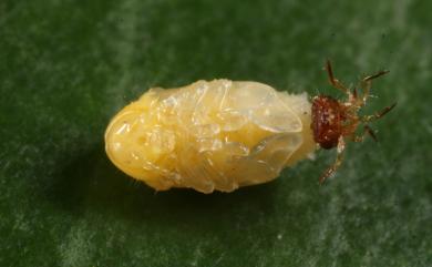 Coenobius taiwanus Chujo, 1954 紅胸姬筒金花蟲