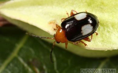 Hemipyxis formosana Chujo, 1937 蓬萊溝腳葉蚤