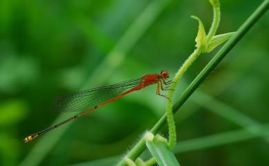 Pseudagrion pilidorsum pilidorsum (Brauer, 1868) 弓背細蟌