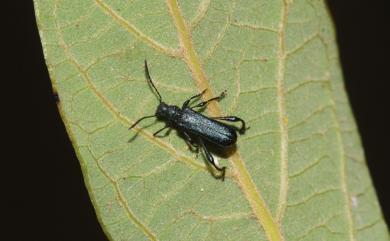 Cerambycidae 天牛科