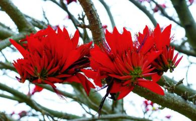 Erythrina variegata 刺桐