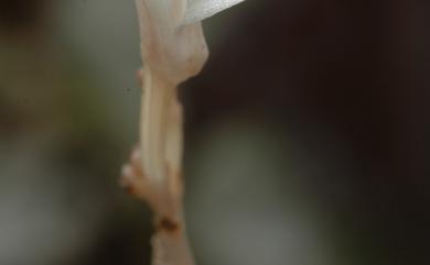 Didymoplexis micradenia (Rchb.f.) Hemsl. 小鬼蘭