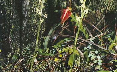Platanthera devolii (T.P.Lin & T.W.Hu) T.P.Lin & K.Inoue 長葉蜻蜓蘭