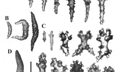 Sinularia querciformis (Pratt, 1903) 櫟葉指形軟珊瑚