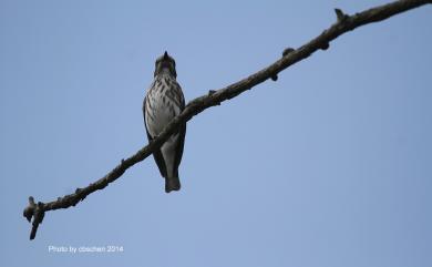 Muscicapa griseisticta (Swinhoe, 1861) 灰斑鶲