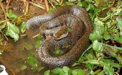 Trimerodytes annularis (Hallowell, 1856) 赤腹游蛇
