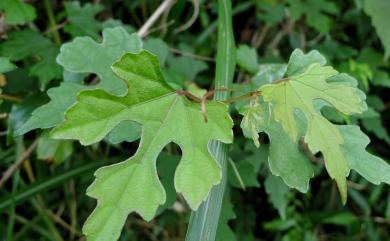 Ampelopsis brevipedunculata var. hancei 漢氏山葡萄