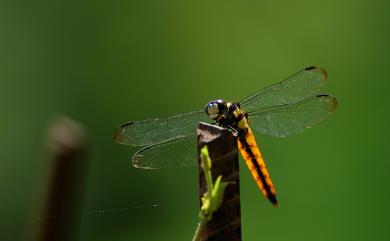 Lyriothemis flava Oguma, 1915 樹穴蜻蜓