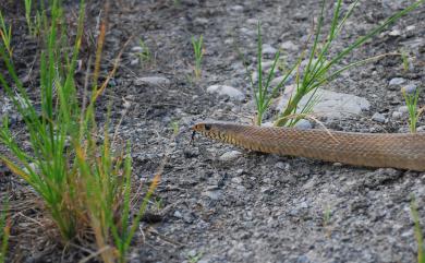 Ptyas mucosa (Linnaeus, 1758) 南蛇