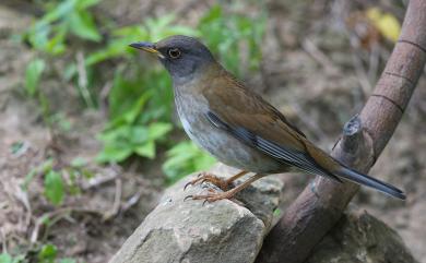 Turdus pallidus J. F. Gmelin, 1789 白腹鶇