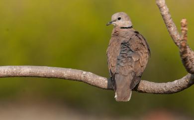 Streptopelia tranquebarica humilis 紅鳩