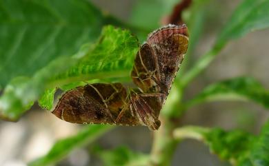 Endotricha consocia (Bulter, 1879) 併脈歧角螟