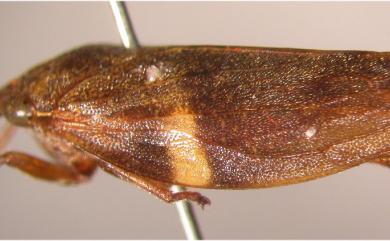 Aphrophora taiwana Kato, 1933 臺灣擬白帶尖胸沫蟬