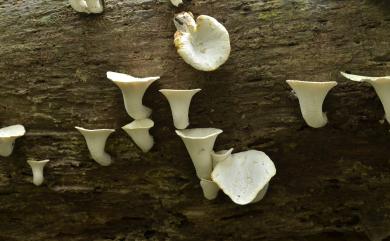 Polyporus 多孔菌屬