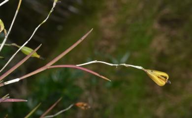 Dendrobium equitans 燕子石斛