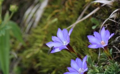 Gentiana arisanensis 阿里山龍膽