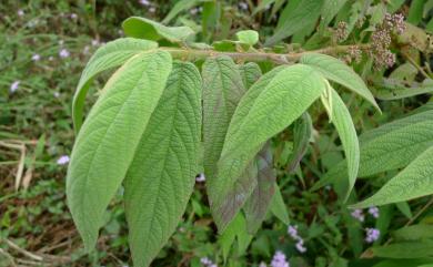 Callicarpa pilosissima 細葉紫珠