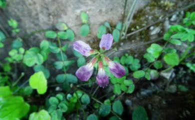 Astragalus nokoensis 能高大山紫雲英
