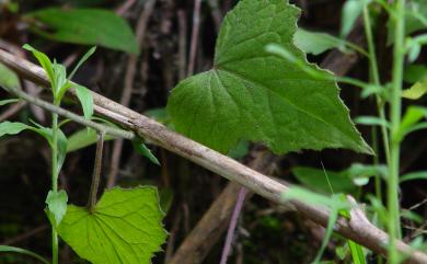 Notoseris formosana 臺灣福王草