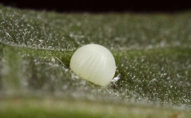 Choaspes xanthopogon chrysopterus Hsu, 1988 褐翅綠弄蝶