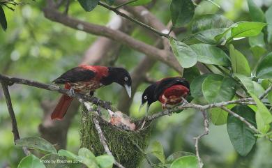 Oriolus traillii ardens (Swinhoe, 1862) 朱鸝