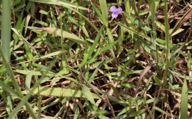 Murdannia spirata 矮水竹葉